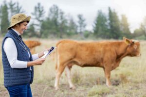 An insurance assessor standing in a pasture assessing a cow.